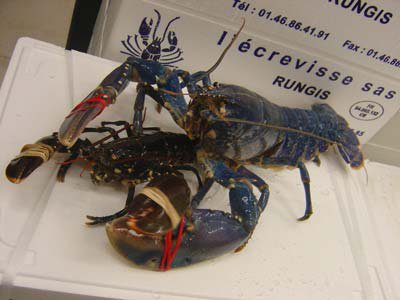 Homard2
